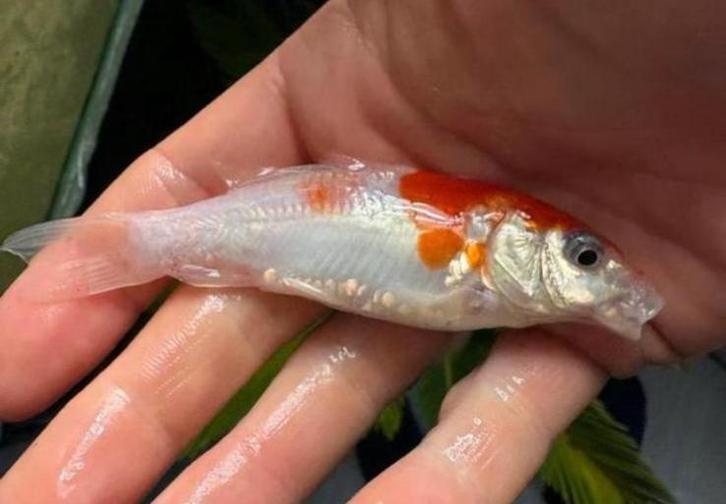 Doitsu kohaku, Dieren en Toebehoren, Vissen | Vijvervissen, Karper of Koi
