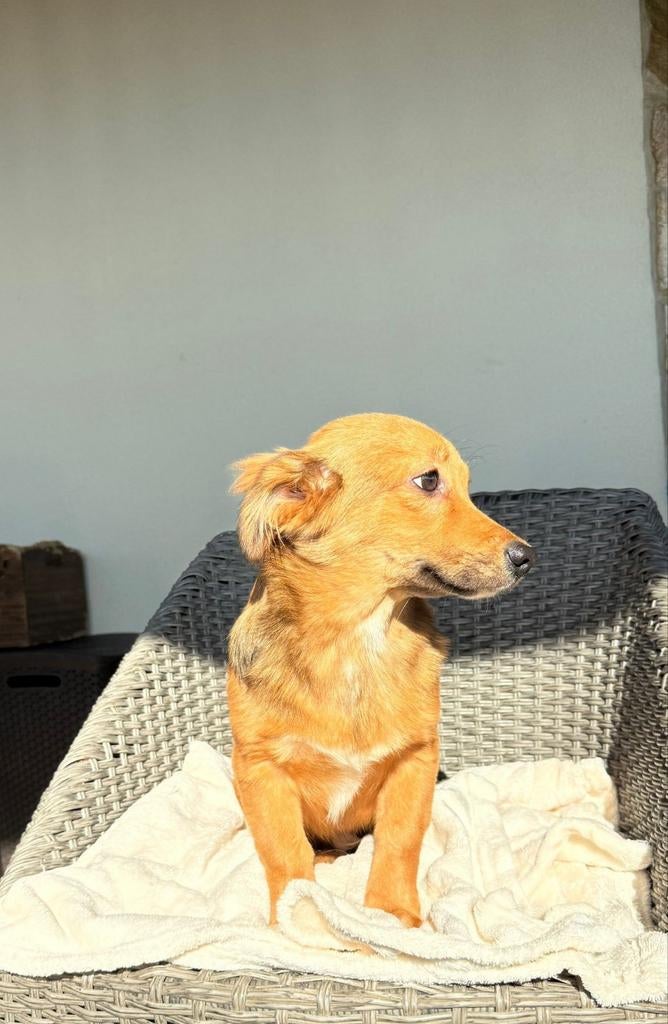 Puppys 5maanden adoptie herplaatser, Dieren en Toebehoren, Particulier, 15 weken tot 1 jaar, Buitenland, Parvo