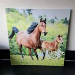 Prachtig Paarden Canvas Schilderij 50x50 cm, Ophalen of Verzenden, Zo goed als nieuw