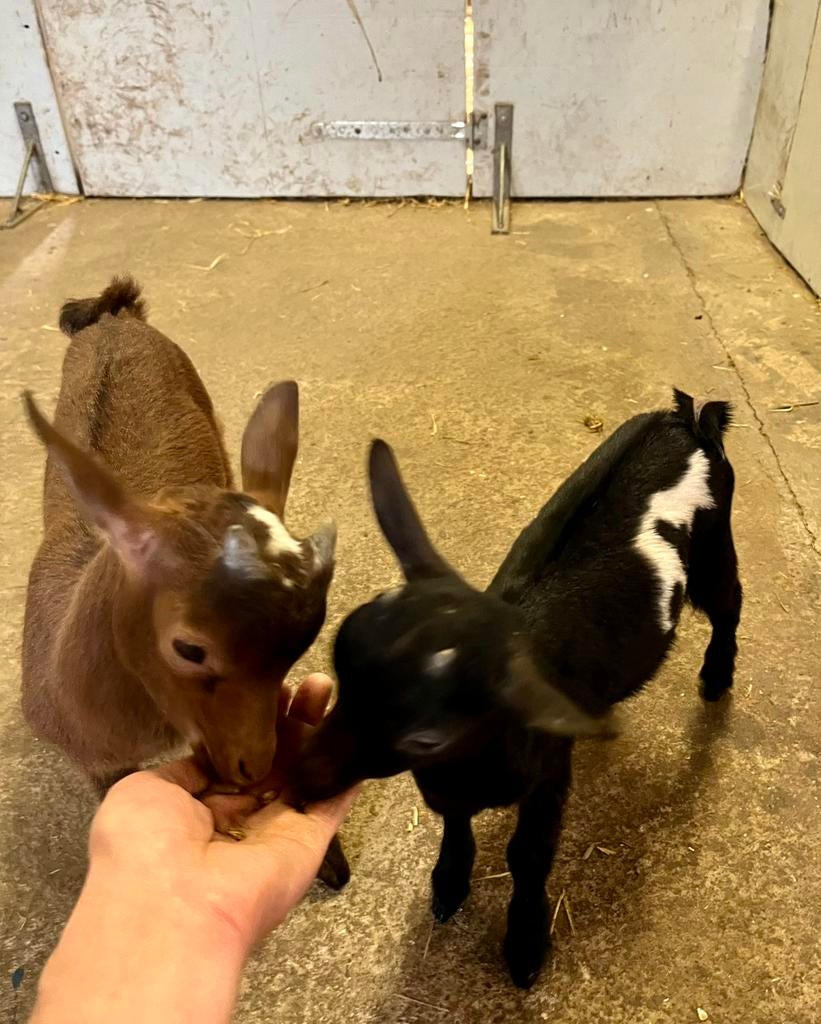 2 dwerggeit lammetjes, Dieren en Toebehoren, Schapen, Geiten en Varkens, Meerdere dieren, Geit, 0 tot 2 jaar