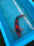 Supper mooie koi kwaliteit, Karper of Koi