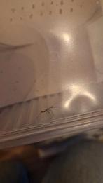 Wandelende takken, Dieren en Toebehoren, Wandelende tak