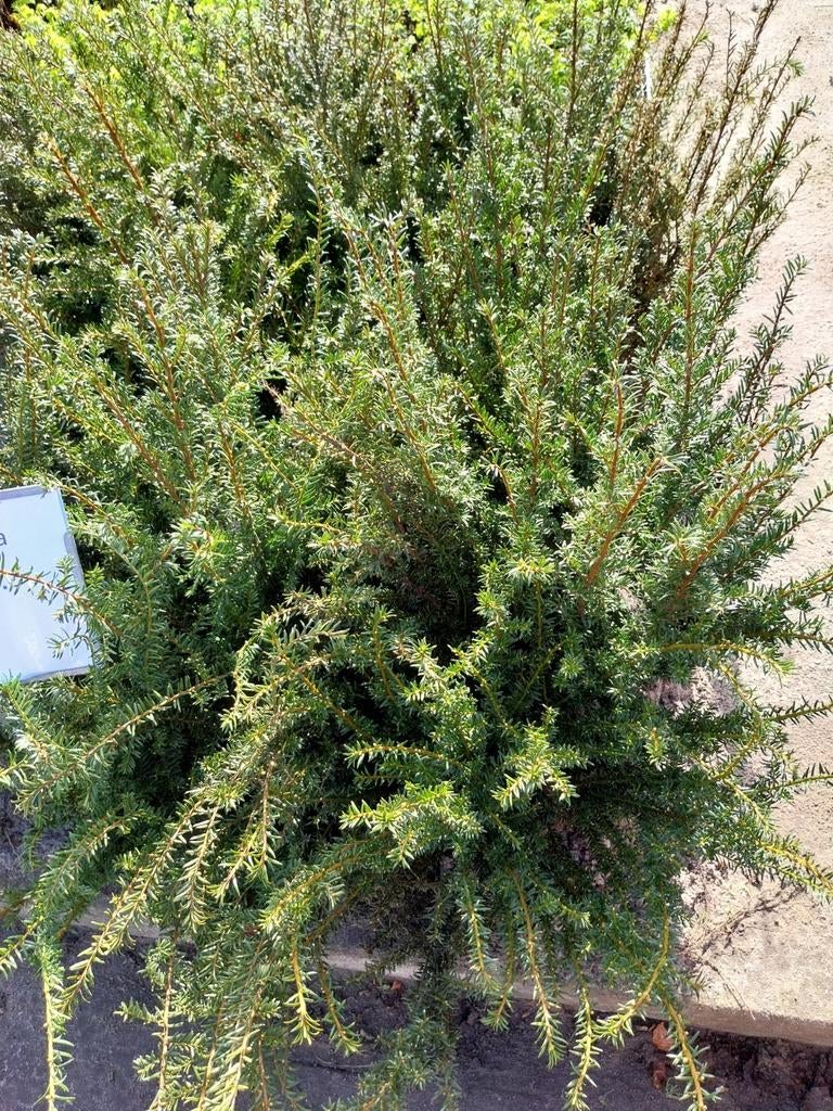 Taxus Baccata - Venijnboom 40-60 cm, Tuin en Terras, Planten | Struiken en Hagen, Struik, Taxus, Minder dan 100 cm, Ophalen