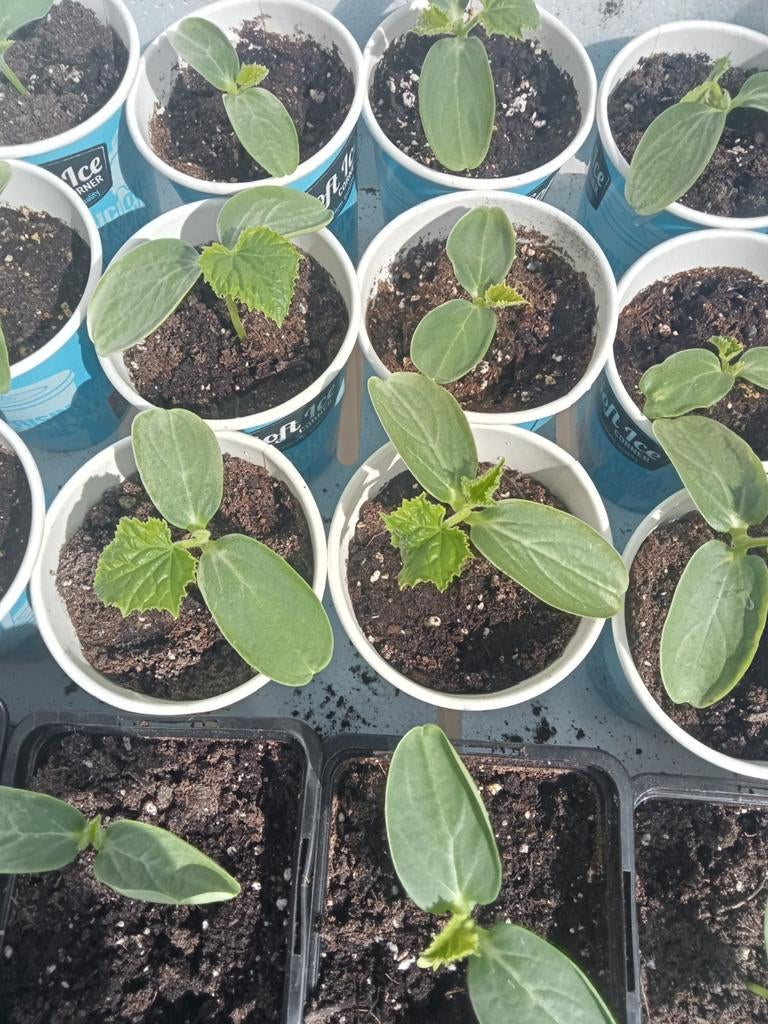 Komkommer, tomaten, Paprika en Watermeloen plantjes/ Stekjes, Ophalen, Eenjarig, Groenteplanten, Halfschaduw