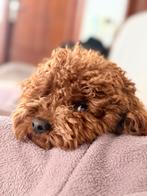 Toy poedel 28 cm , 2,7 kg dekreu!, Poedel, België, Particulier, Reu