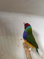 Gould amadine split cinnamon man 2023, Dieren en Toebehoren, Mannelijk