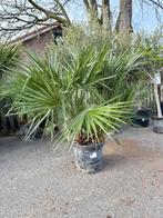 Chamaerops Humilis Europese dwergpalm H 120-140 CM, Ophalen, Vaste plant, Overige soorten, Volle zon