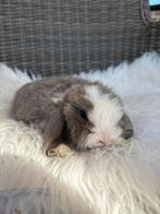 Mooie dwerg hangoor konijntjes, Dieren en Toebehoren, Konijnen, Meerdere dieren, Dwerg, Hangoor