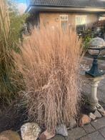 Gratis siergras, Ophalen, Siergrassen, Volle zon