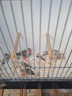 Zebravinken, Meerdere dieren