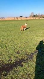 Alpaca, Mannelijk, Schaap
