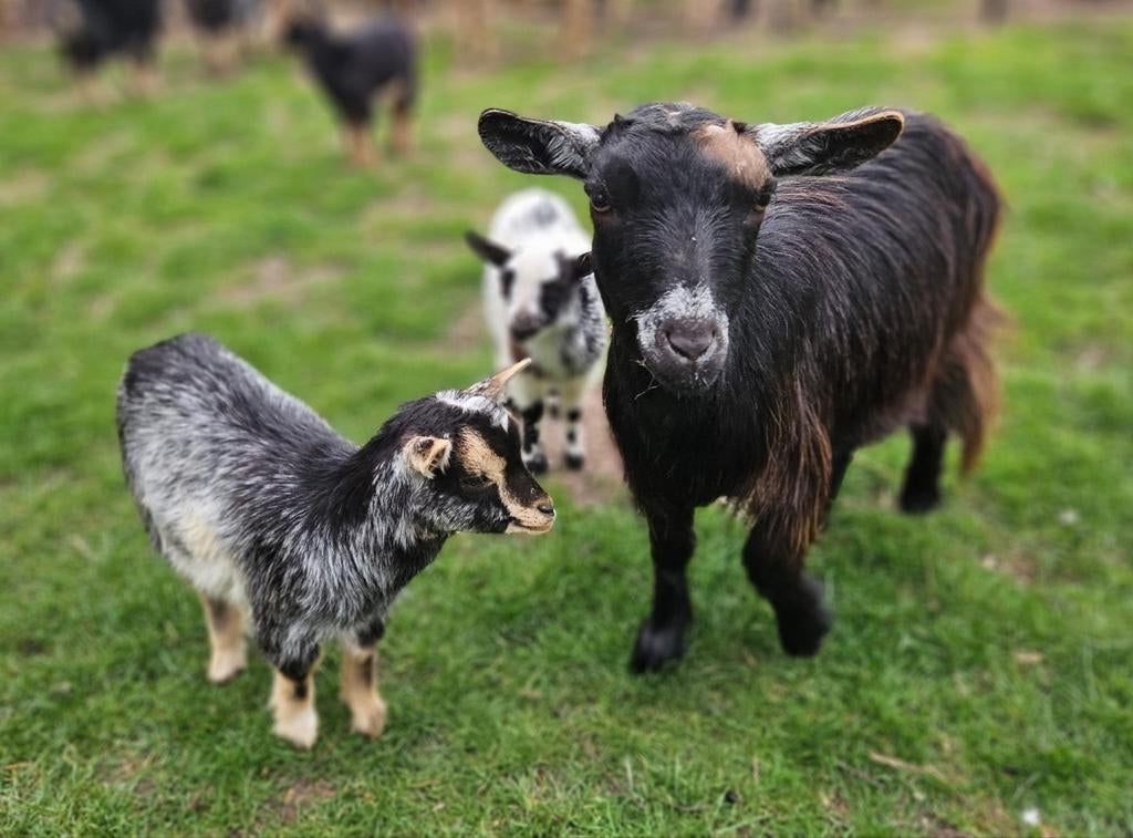 Maanvlek Dwerggeit, Dieren en Toebehoren, Vrouwelijk, Geit, 0 tot 2 jaar