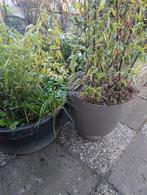 Zwarte en groene bamboe in bakken, Ophalen, Bloeit niet, Overige soorten, Halfschaduw