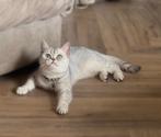 Brits korthaar kittens verwacht, Dieren en Toebehoren, Katten en Kittens | Raskatten | Korthaar, Meerdere dieren, Gechipt
