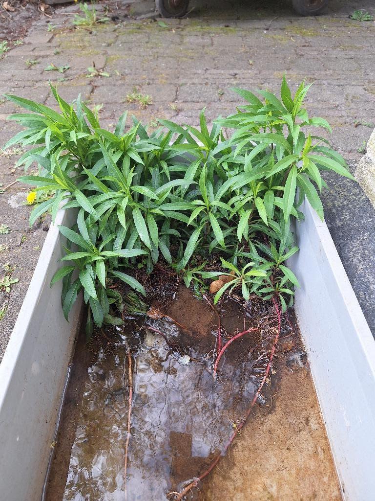 Guldenroede stekken, Tuin en Terras, Planten | Tuinplanten, Volle zon, Vaste plant, Zomer, Ophalen