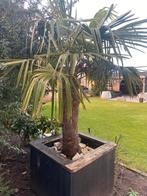 Grote gave Palmboom, 100 tot 250 cm, Zomer, Palmboom, Ophalen