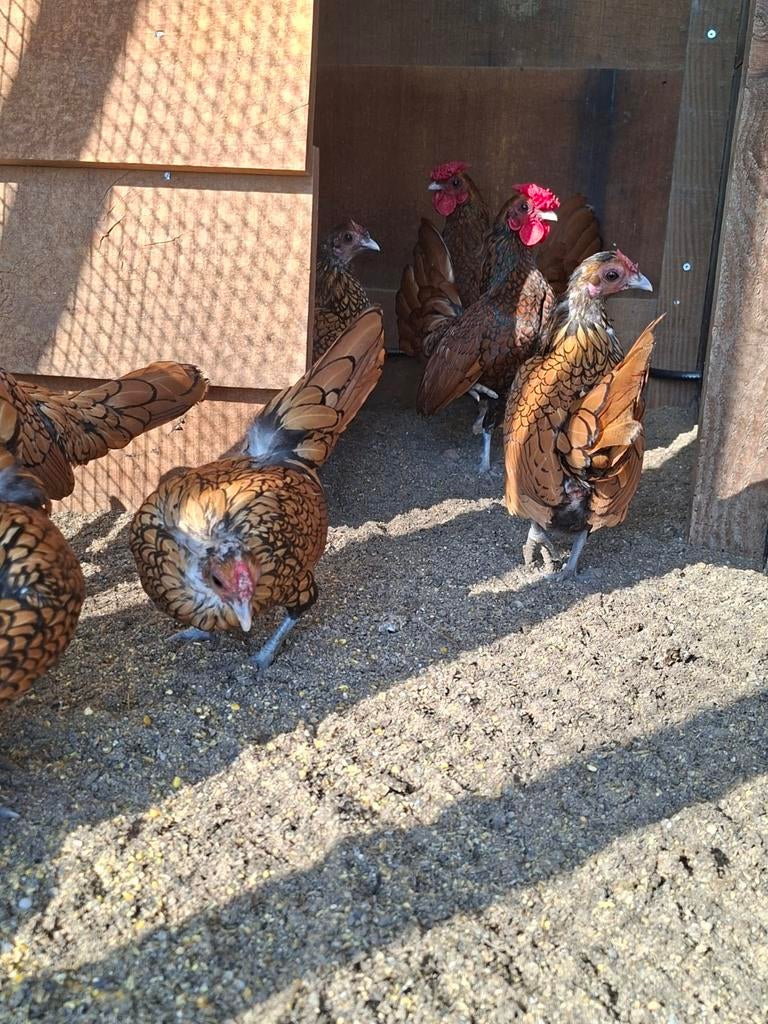 Eieren goudzwartgezoomd sebright, Dieren en Toebehoren, Pluimvee, Meerdere dieren, Kip
