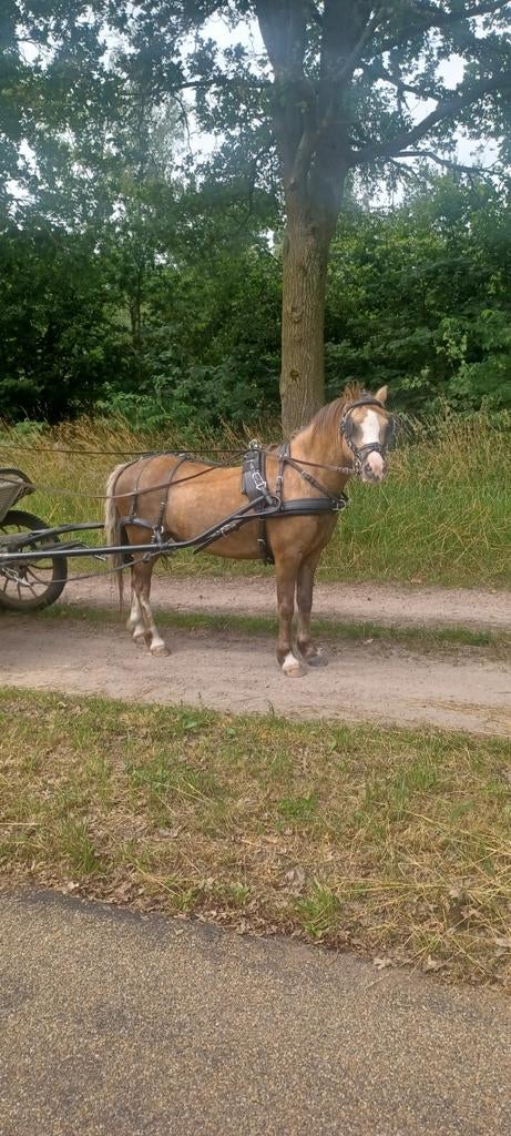 Pony, menpony, B pony, Palomino dark, ruin, Dieren en Toebehoren, Pony's, Ruin, B pony (1.17m tot 1.27m), Tuigpony, 11 jaar of ouder