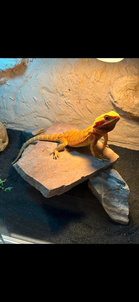 Lieve tamme baardagaam Bearded Dragon - male for sale from Jane
