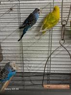 Parkieten, Dieren en Toebehoren, Vogels | Parkieten en Papegaaien, Meerdere dieren, Parkiet