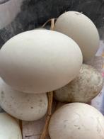 Verse eenden eieren, Ophalen of Verzenden