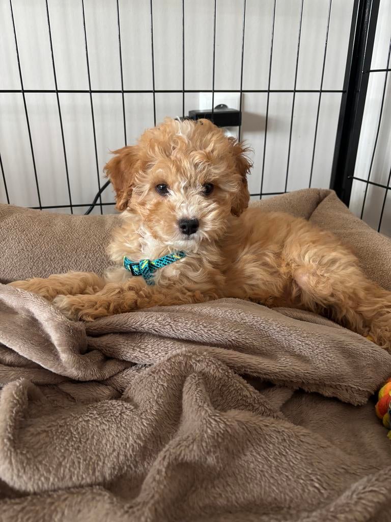 Mini labradoodle pupje met babyface  10 weken, Dieren en Toebehoren, Honden | Niet-rashonden, Reu, Eén hond, Klein, Nederland