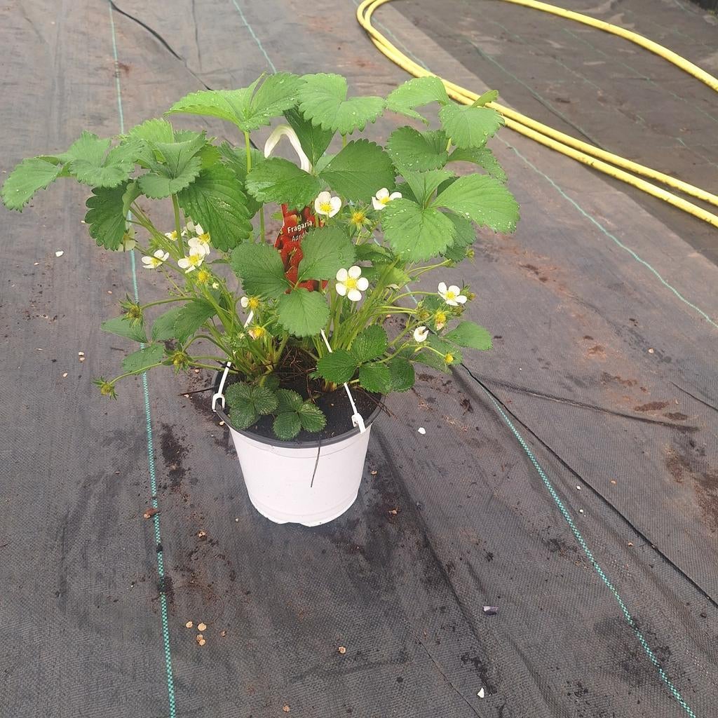 Vroege aardbei, Ophalen, Minder dan 100 cm, Lente, Overige soorten