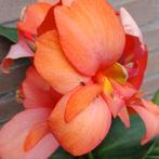 Zaden Canna Cannova Oranje, Ophalen of Verzenden, Volle zon