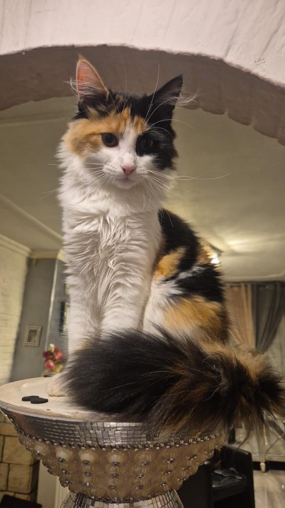 Mainecoon kitten 4 maanden, Dieren en Toebehoren, Katten en Kittens | Raskatten | Langhaar, Poes, Gechipt