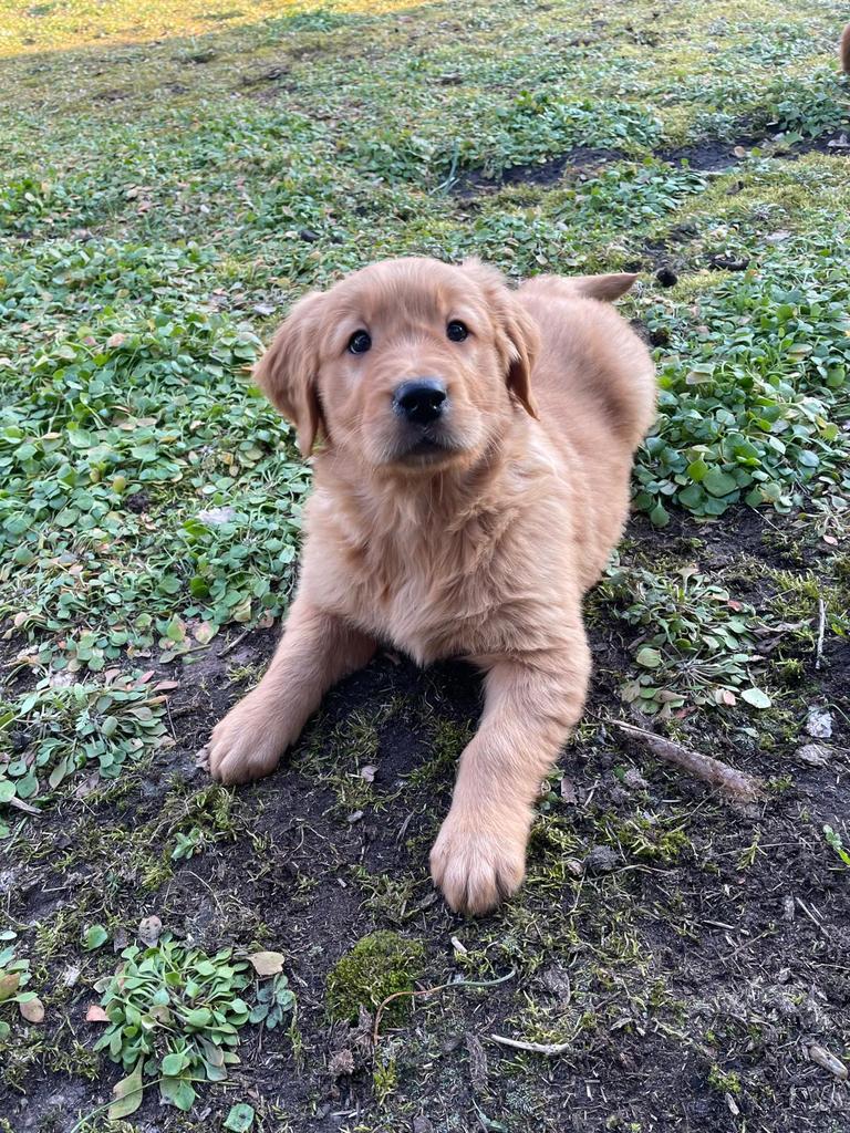 Mooie donkere werklijn  golden retriever pups met stamboom, Dieren en Toebehoren, Golden retriever, Nederland, 8 tot 15 weken