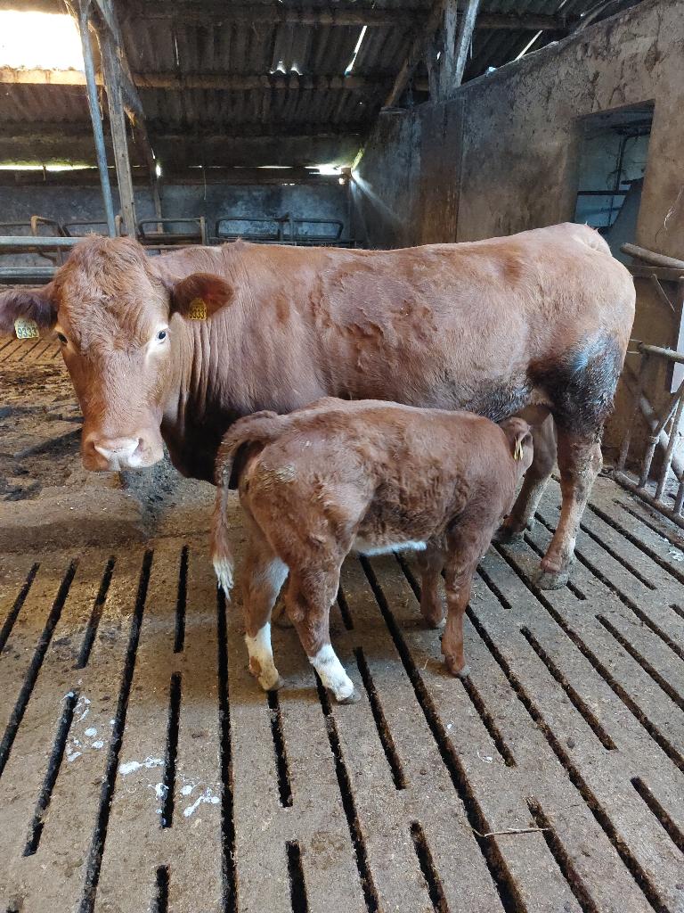Vee te koop wegens krimp bedrijf, Meerdere dieren