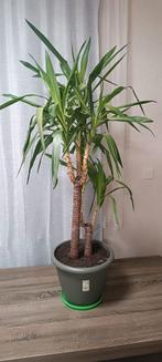 Yucca elephantipes 160 cm - Robuuste kamerplant, Overige soorten, Volle zon, Vaste plant, Ophalen of Verzenden