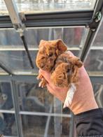 Prachtig  cavia beertje!!!, Dieren en Toebehoren, Knaagdieren, Januari, Mannelijk, Cavia