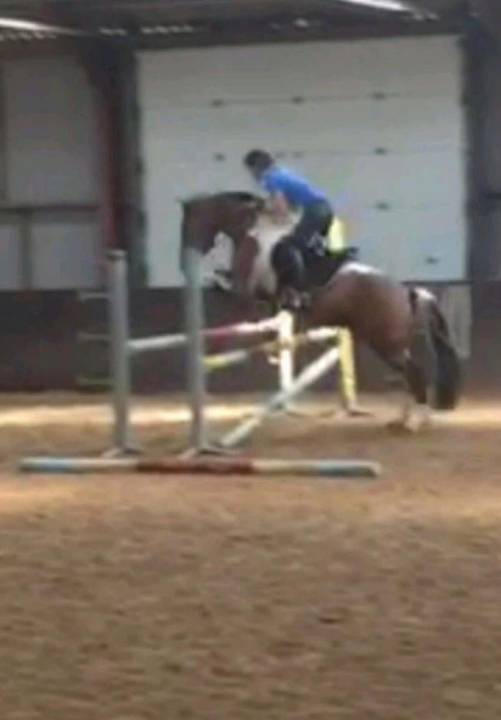 Bijrijd/verzorg paard gezocht, Dieren en Toebehoren, Ophalen of Verzenden