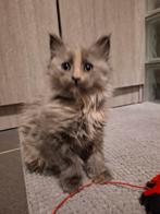 Xxl Maine Coon Kitten poes, Poes, Ontwormd, 0 tot 2 jaar