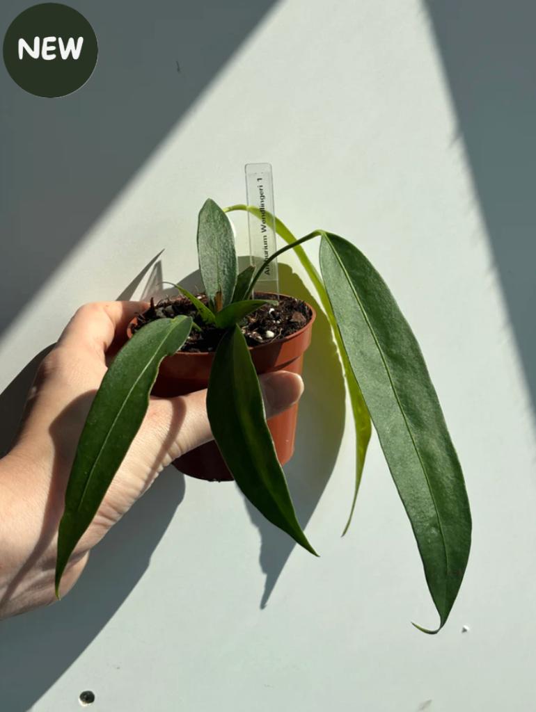 Anthurium Wendlingeri, Ophalen of Verzenden, Halfschaduw, Minder dan 100 cm