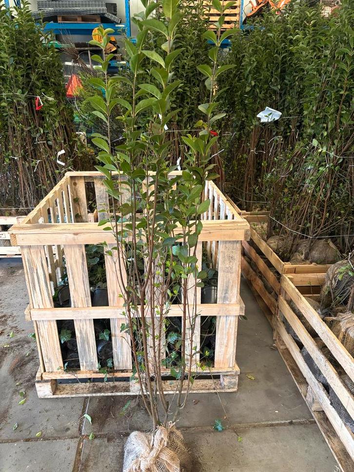 Liguster (Ligustrum ovalifolium) 150-170 cm, Tuin en Terras, Planten | Tuinplanten, Vaste plant, Overige soorten, Volle zon, Bloeit niet