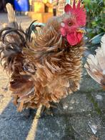 Serema haan, Mannelijk, Kip