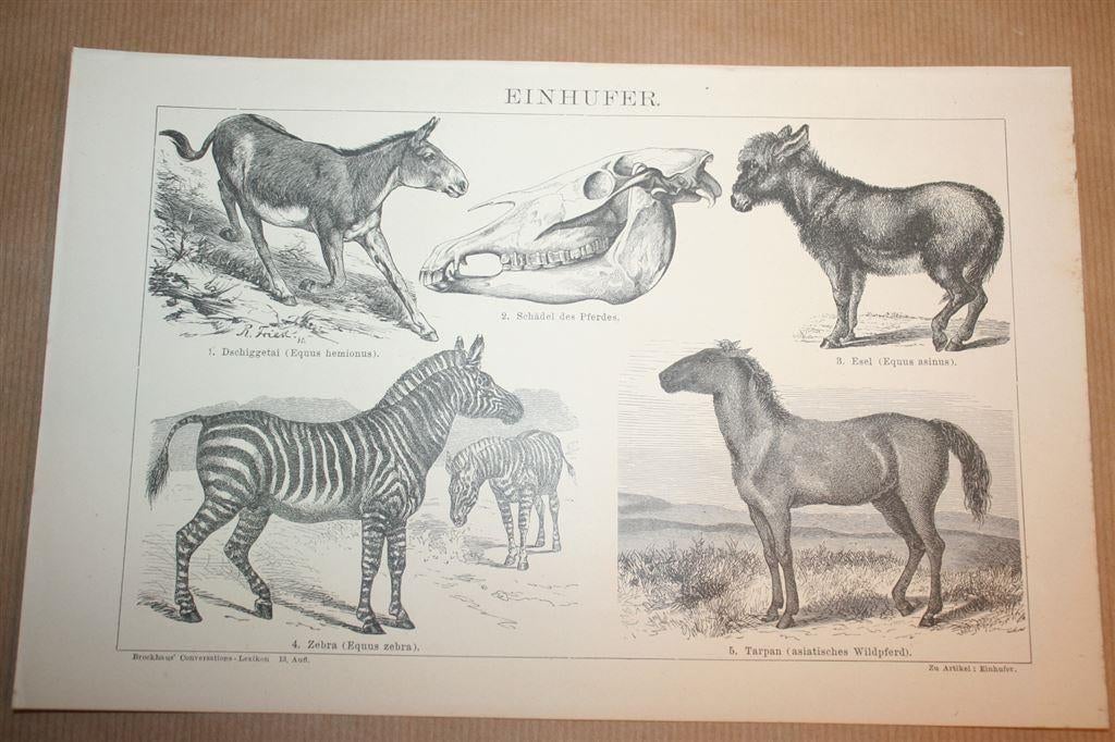 Antieke prent - Eenhoevigen [o.a. Zebra, ezel] - 1885 !!, Ophalen of Verzenden, Voor 1940, Zo goed als nieuw, Overige onderwerpen