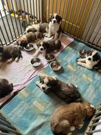 Mooie kruising Berner Sennen X Sint-Bernard pups, 8 tot 15 weken, Groot, Meerdere, Meerdere dieren