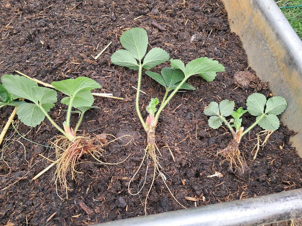 Aardbeien stekjes plantjes, Tuin en Terras, Planten | Tuinplanten, Ophalen, Volle zon