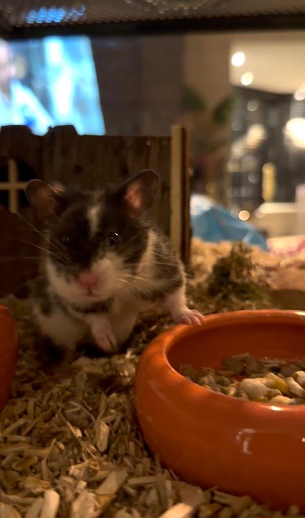 Goudhamster incl. Kooi te koop, December, Mannelijk, Hamster