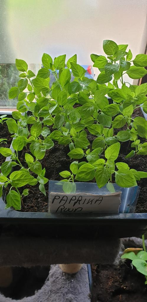 Paprika en peperplanten, Ophalen of Verzenden, Eenjarig, Groenteplanten, Volle zon