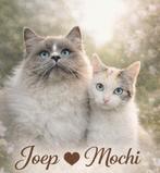 Asian shorthair x ragdoll kittens, Meerdere dieren, Gechipt, 0 tot 2 jaar