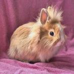 Schattige fluffy dwerg konijnen