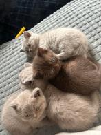 Britse Korthaar kittens te koop, Dieren en Toebehoren, Katten en Kittens | Overige Katten, Meerdere dieren, Kortharig, 0 tot 2 jaar