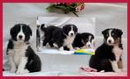 Prachtige, raszuivere Border Collie pups, Reu, Collie, Meerdere, Nederland