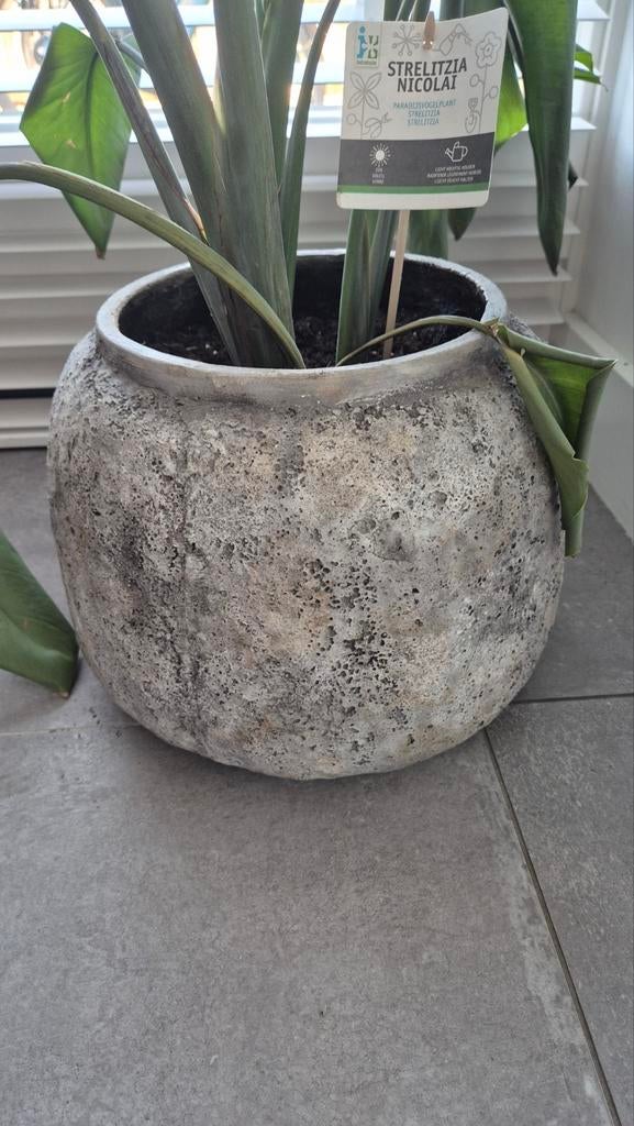 Grote betonlook bloempot voor binnen, Ophalen, Zo goed als nieuw, Overige kleuren, Minder dan 50 cm