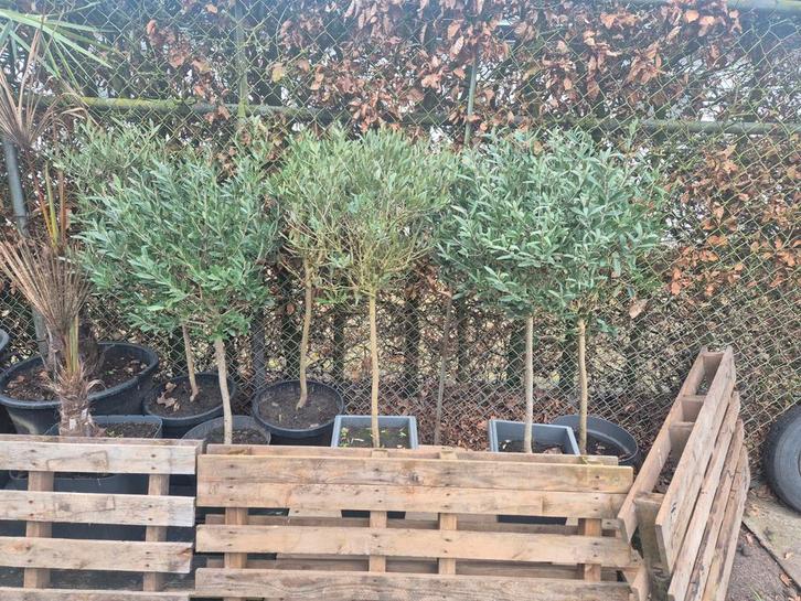 Olijfboompjes op stam - Mediterrane sfeer voor uw tuin, Tuin en Terras, Planten | Bomen, Olijfboom, 100 tot 250 cm, Volle zon