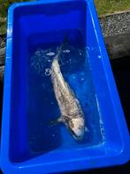Koikarper +- 60cm, Dieren en Toebehoren, Vissen | Vijvervissen, Karper of Koi